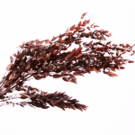 Eucalipt stabilizat Parvifolia rosu set HQ