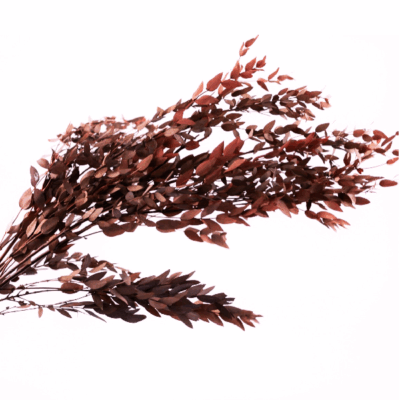 Eucalipt stabilizat Parvifolia rosu set HQ