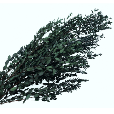 Eucalipt stabilizat Parvifolia verde set HQ