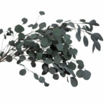 Eucalipt stabilizat Populus verde-gri set HQ