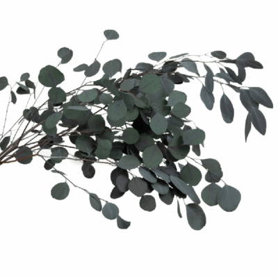 Eucalipt stabilizat Populus verde-gri set HQ