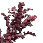 Eucalipt stabilizat Stuartiana Burgundy set HQ