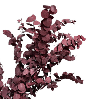 Eucalipt stabilizat Stuartiana Burgundy set HQ