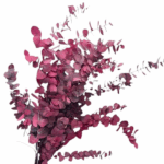 Eucalipt stabilizat Stuartiana Cyclam set HQ