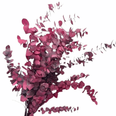 Eucalipt stabilizat Stuartiana Cyclam set HQ