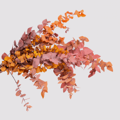 Eucalipt stabilizat Stuartiana Mix set HQ