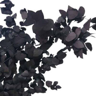 Eucalipt stabilizat Stuartiana Negru set HQ