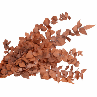 Eucalipt stabilizat Stuartiana oranj set HQ