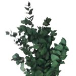 Eucalipt stabilizat Stuartiana Verde set HQ