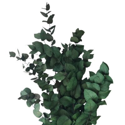 Eucalipt stabilizat Stuartiana Verde set HQ