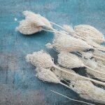 Fenicul uscat alb ivoiry set 100g