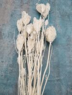 Fenicul uscat alb ivoiry set 100g