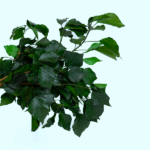 Iedera stabilizata verde set HQ