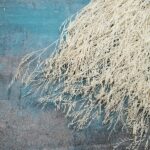 Limonium uscat ivoiry set 80g