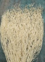 Limonium premium ivory set 80g