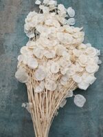 Lunaria uscata ivoiry set 100g