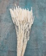 Phleum uscat alb ivoiry set 100g - imagine 2