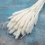 Setaria uscata alb ivoiry set 100g