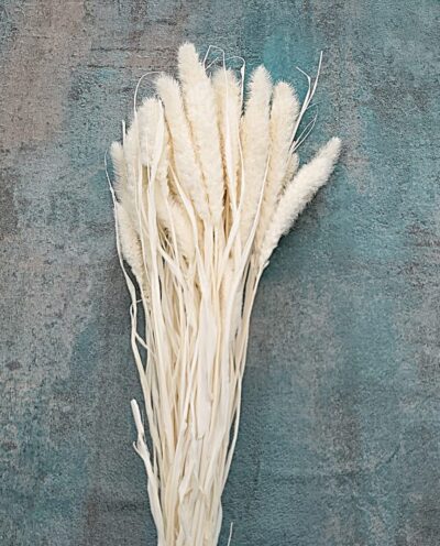 Setaria uscata alb ivoiry set 100g