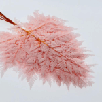 Feriga stabilizata Pteris Pink Blush 40cm set x5