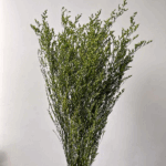 Limonium stabilizat Verde set 100g