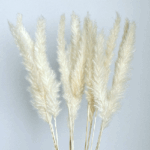 Pampas mini uscat Ivory set