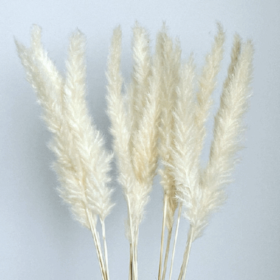 Pampas mini uscat Ivory set