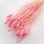 Phalaris premium roz deschis set