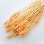 Phalaris premium piersica set