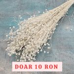 Planta de In ALBIT DR set 100g