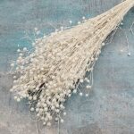 Planta de In ALBIT DR set 100g