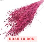 Planta de In Fuxia DR set 100g