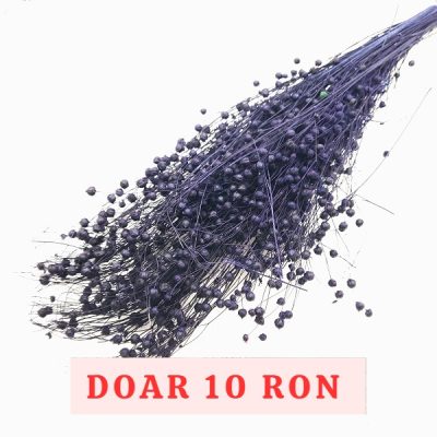 Planta de In Indigo DR set 100g