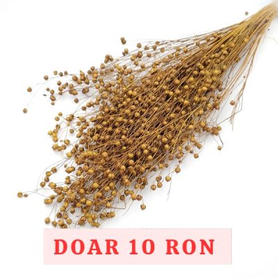 Planta de In Ocru DR set 100g