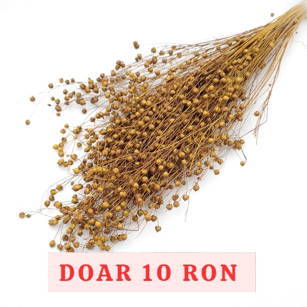 Planta de In Ocru DR set 100g_1 Planta de In Ocru DR set 100g