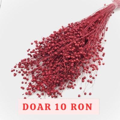 Planta de In Rosu inchis DR set 100g