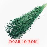 Planta de In Verde inchis DR set 100g