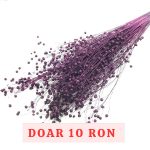 Planta de In Violet DR set 100g
