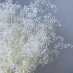 Floarea miresei Gypsophila MINI stabilizata Alb set