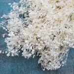 Floarea miresei Gypsophila stabilizata Alb set