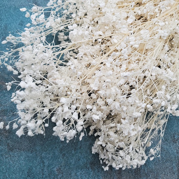 Floarea miresei Gypsophila stabilizata Alb set Floarea miresei Gypsophila stabilizata Alb set