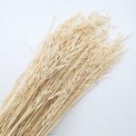 Ovăz sălbatic Albit 80cm set 100g