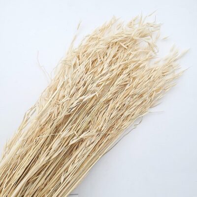 Ovăz sălbatic Albit 80cm set 100g