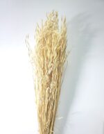 Ovăz sălbatic XL Albit 80cm set 100g - imagine 2