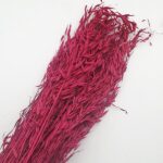 Ovăz sălbatic Magenta 80cm set 100g