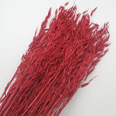 Ovăz sălbatic Rosu 80cm set 100g