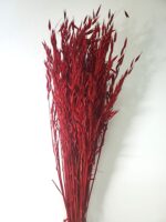 Ovăz sălbatic XL Rosu 80cm set 100g - imagine 2