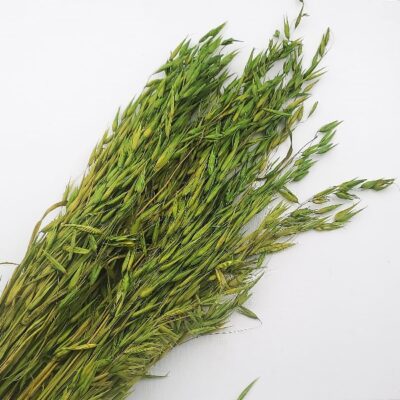 Ovăz sălbatic Verde deschis 80cm set 100g