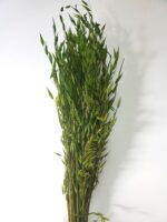 Ovăz sălbatic XL Verde deschis 80cm set 100g - imagine 2