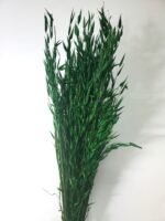 Ovăz sălbatic XL Verde iarba 80cm set 100g - imagine 2